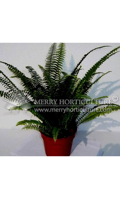 Nephrolepis exaltata (Boston Fern)